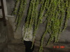 Asado_Leocadio 040